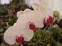 Tinonee-orchids-2 035